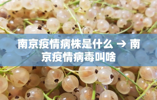 南京疫情病株是什么 → 南京疫情病毒叫啥