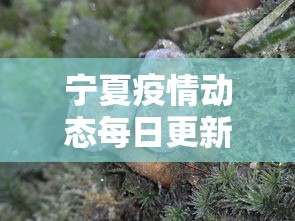 宁夏疫情动态每日更新—（宁夏疫情速报）