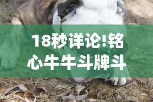 18秒详论!铭心牛牛斗牌斗牛中心究竟有挂”开挂(透视)辅助教程