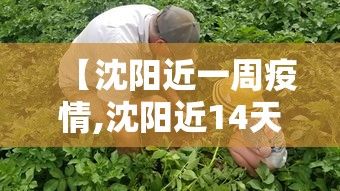 【沈阳近一周疫情,沈阳近14天疫情情况】