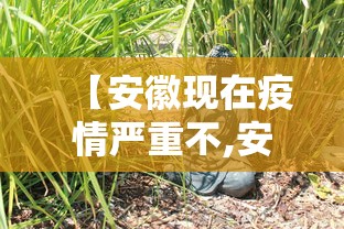 【安徽现在疫情严重不,安徽现在疫情严重吗,可以去吗】 【安徽现在疫情严重不,安徽现在疫情严重吗,可以去吗】