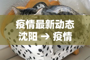 疫情最新动态沈阳 → 疫情最新情况 沈阳