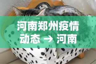 河南郑州疫情动态 → 河南郑州疫情数据详情