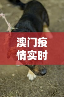 澳门疫情实时动态›澳门疫情近期动态
